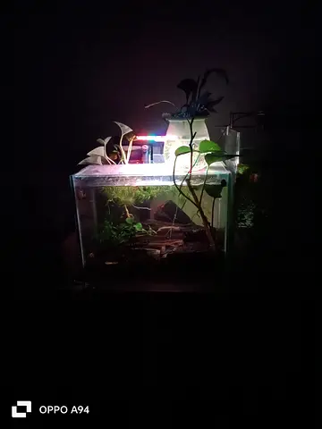 Small planted aquarium with light and live plants