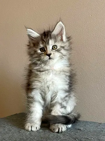 Mainecoon kittens free for adoption