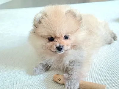 A Health Pomeranian Puppy — Playful, Ready for New Home