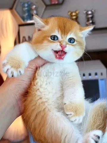 British shorthair kittens