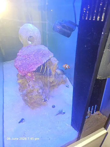 Saltwater Fish Tank with Marine Life