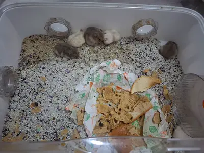 Small hamsters with enclosure — ready to rehome they are 7 hamster for free they are 1 months old