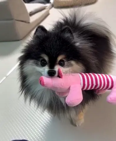 Free Adoption: Adorable 1-Year-Old Pomeranian Looking for a Loving Home