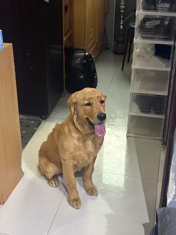 Female golden retriever