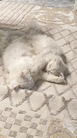 Cat for adoption