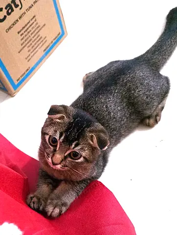 Relaxed and kind breed Scotish fold male cat, 4 month old looking for adoption.
