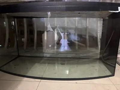 Large curved glass aquarium tank - used, good condition negotiable