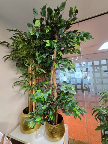 Pair of tall artificial potted ficus trees with gold planters