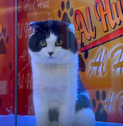 Cat free adoption