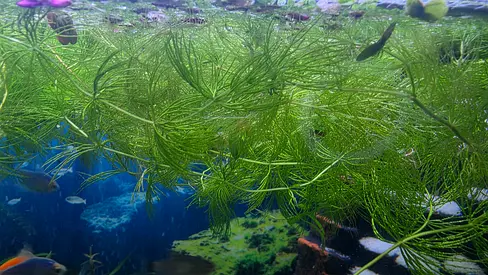 Live Aquarium Foxtail plant for Fish Tank