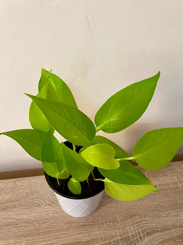 Money Plant with pot
