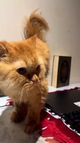 Orange Persian Cat for Adoption