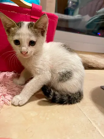 Friendly white kitten available for free adoption
