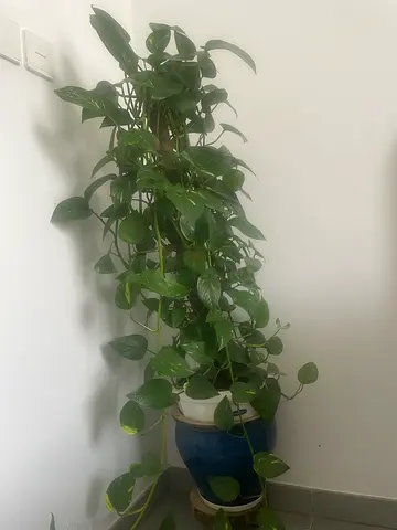 Money plants pothos- 1.35 meters bushy