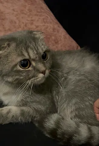 chinchilla scottish fold male 10 months