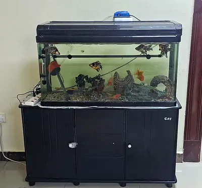 Large Fish Aquarium Tank with Cabinet and Equipment - Fishes to free adopt if wanted