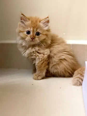 Kittens