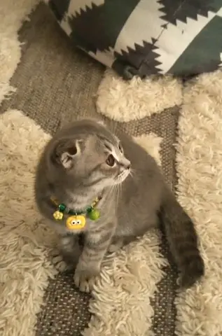 Scootish Fold Kitten active and trained