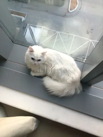 Turkish Angora Cat Vaccination