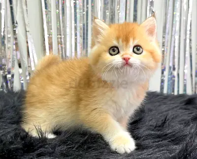 British shorthair kitten