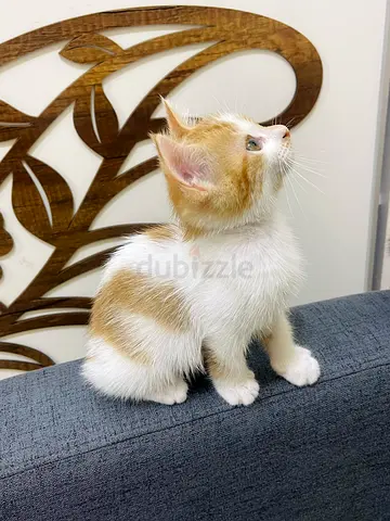 For the adoption