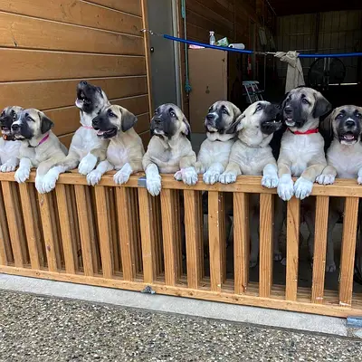 Kangal Puppies