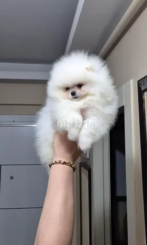Teacup Pomeranian Puppies