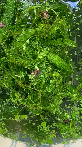Live Aquarium Foxtail plant for Fish Tank