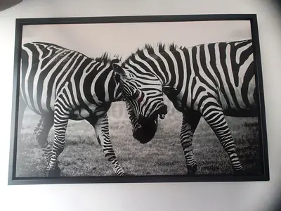 Urgently Relocation Sale! Two Zebras Famous Photo Canvas Wall Art