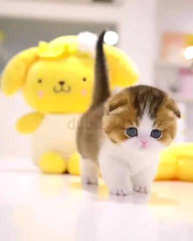 Munchkin kittens