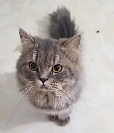 Lovely and kind Persian breed male cat, 1 year old, looking for adoption.