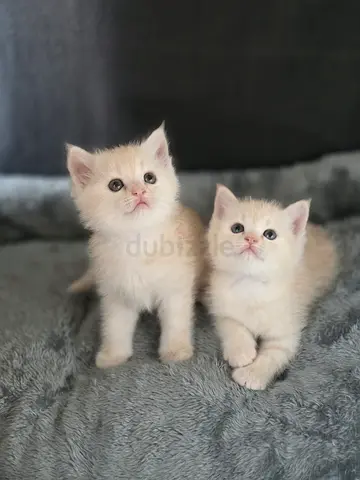 British babies
