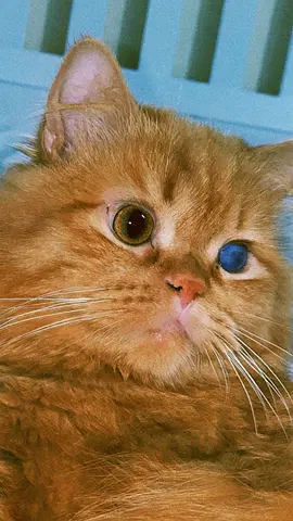 Ginger cat