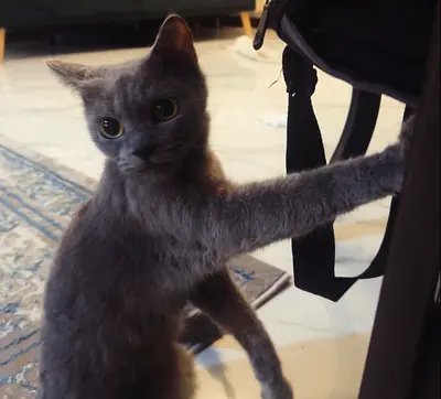 russian blue female