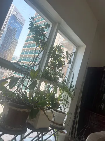 Indoor potted plant with decorative metal stand- all for 50Dhs