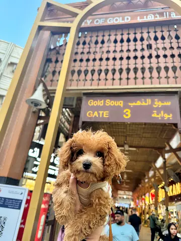 Premium Teacup Poodle Puppies | Male Female | Tiny Teddy Face