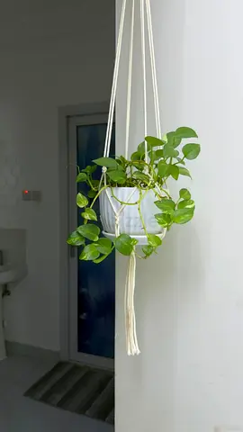 Macrame Hanging Planter with Pothos (ready to hang)