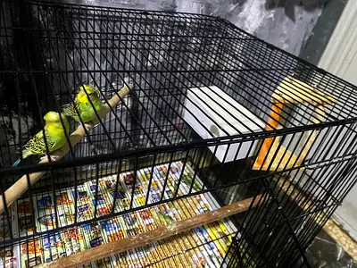 Big bird cage high Quality