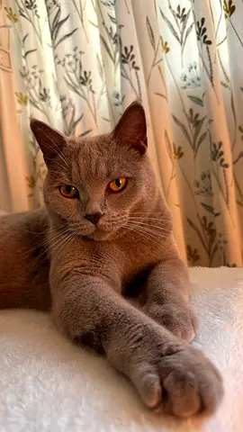 Cat free Adoption