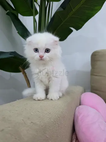 White scotish fold free adoption