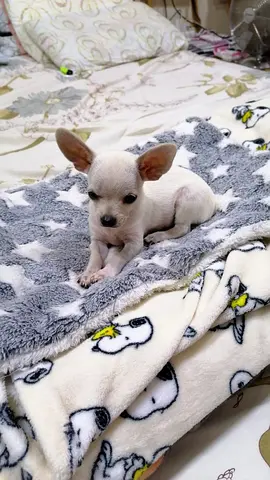 Tea cup Chihuahua for adoption