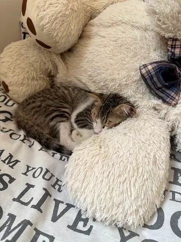 FREE TO ADOPT Searching For A New Home For Kitten