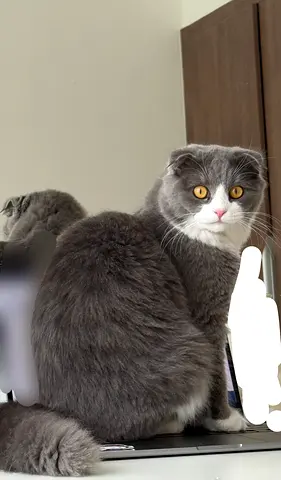 A Cat for FREE adoption