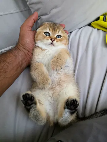 Healthy Scottish Fold Kittens Looking for a Home