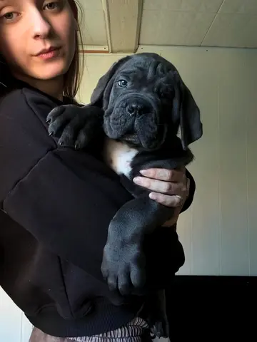 Cane Corso puppies