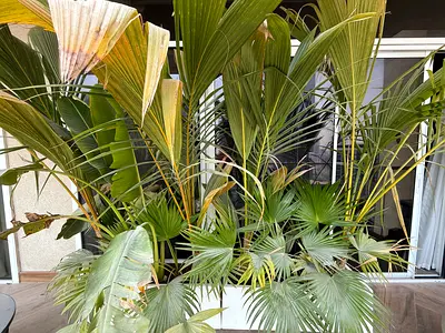 Tropical green plants outdoor white pots