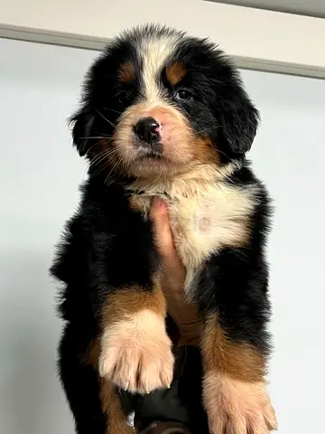Bernese Mountain Puppies