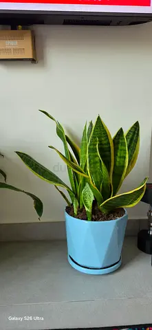 Healthy plants— Easy Care
