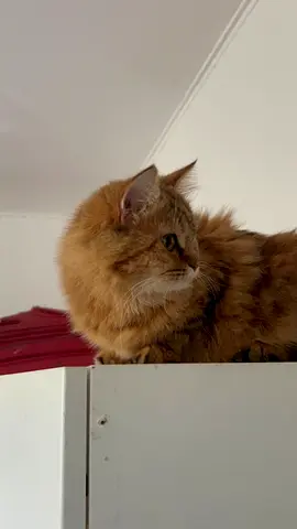 norweigan persian mix female