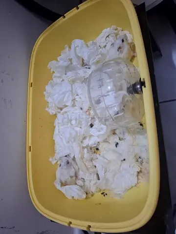 Two small hamsters with cage, wheel and bedding - ready for adoption they are 1 years old